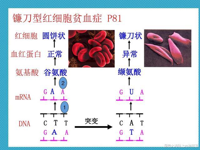 科学家|人类正在见证自己进化，科学家发现手臂长出新血管，颈部现新器官