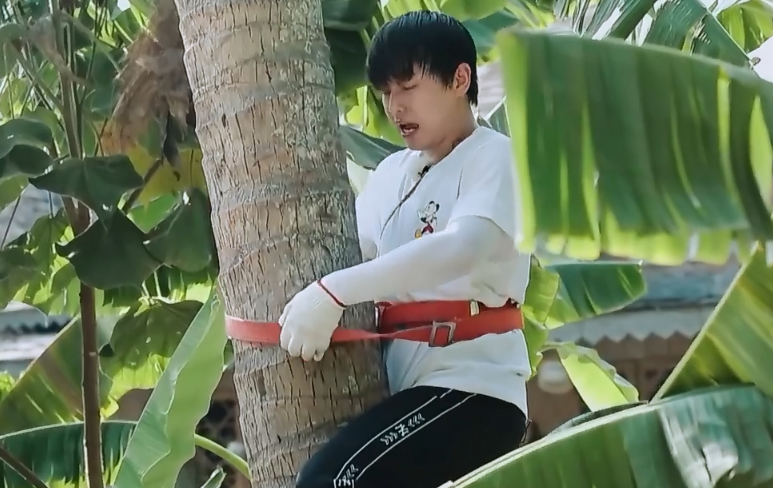 #彭昱畅#《向往4》预告出现剧透，桌上的椰子实力抢镜，彭昱畅上树成功了