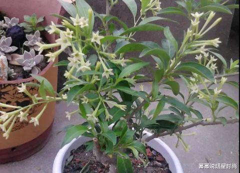 客厅不能乱养“花”，这种花被称为“破财花”，现在才知道！