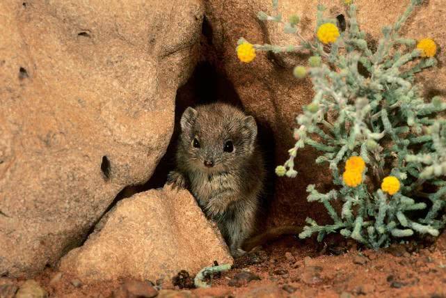 后代|交配时间最长的动物：不眠不休高达14小时，直到失去生命