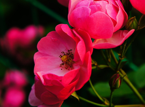 『运势』6月10日开始，4属相运势连旺，财星庇佑，生活蒸蒸日上，越来越好