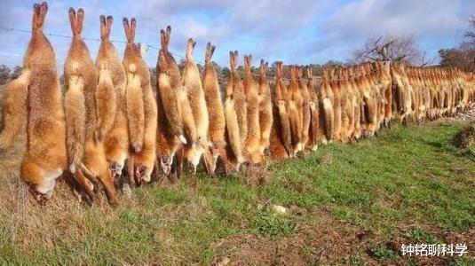 『睾酮素』交配时间最长的动物是什么？它可以不眠不休连续交配14个小时