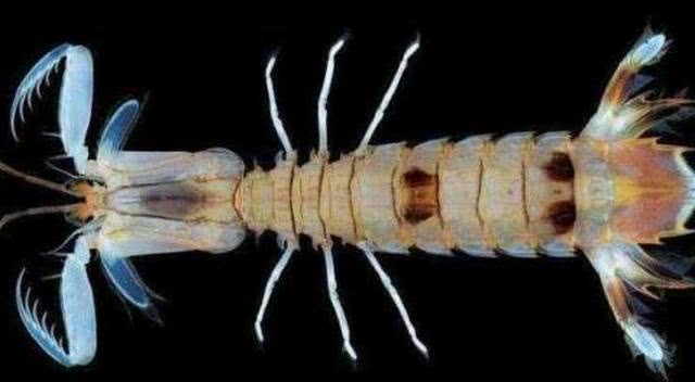 ##“皮皮虾”其实并不是那么可爱,它们也杀伤力巨大!