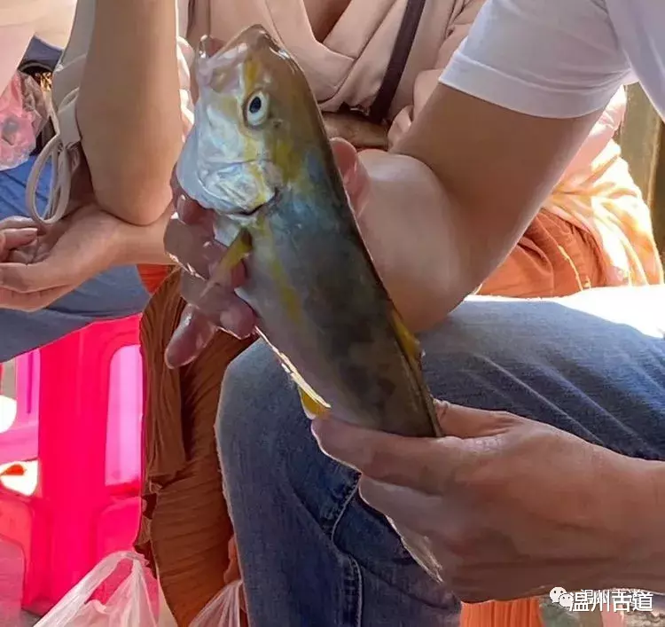 大陈岛|休闲大陈岛，垂钓、品海鲜、赏落日余辉