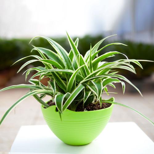 「甲醛」家里万万要摆放这5种植物,聪明人就知招财旺宅,身体越住越健康