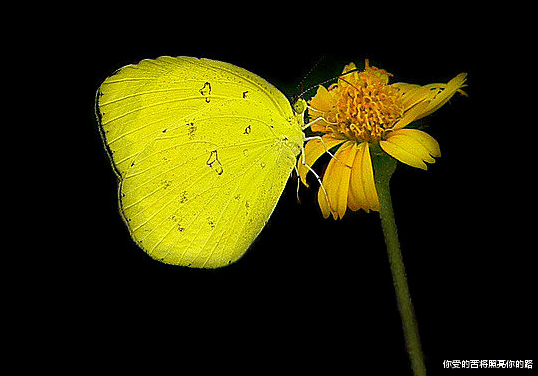 吉星|7月23日开始，4属相吉星伴身，苦尽甘来，招财添贵家业旺