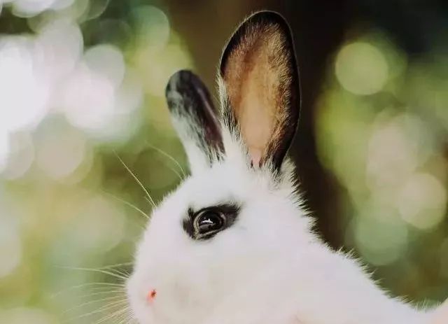 ##前脚悬崖,后脚深渊:兔人,3月30日即将进退两难好尴尬