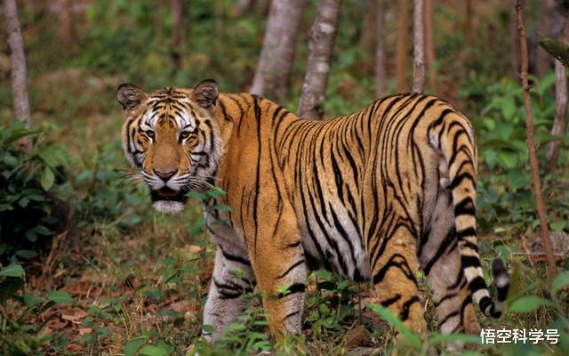 巨龟|印支虎达3900头！被认为灭绝百年的巨龟重现地球，暂时不知道原因