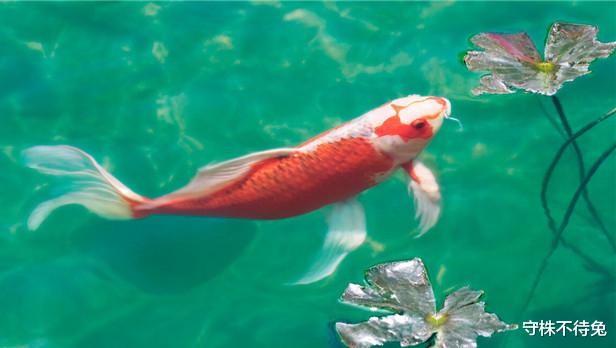 |28个冷知识：教科书上不会有，或许只有少数人知晓