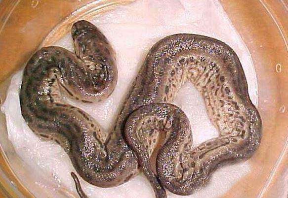 「鲫鱼」钓鱼钓上来的奇怪东西,谁来告诉我这些玩意儿都是啥?