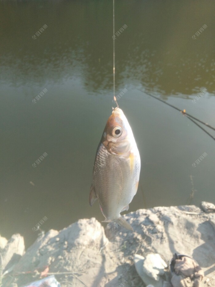 饵料|日昼温差大,鱼儿食欲差,鱼获不尽意
