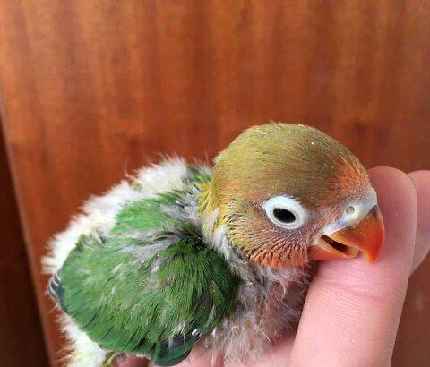 『隔离』如何照顺新鸟和如何驯化野生小鸟