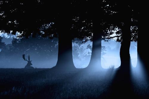 运势|猫巫占卜星座周运2020年7.20-7.26：面对困难，享受收获