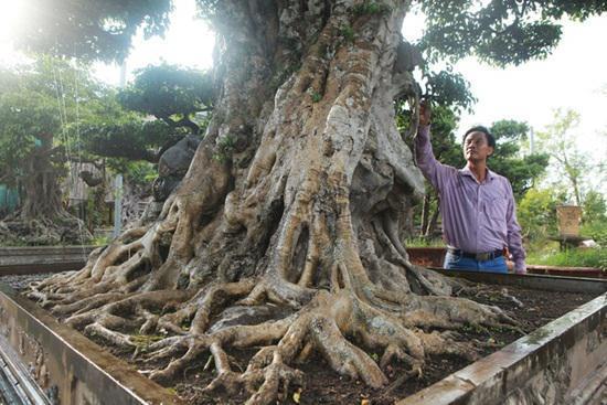 睹图|男子花470万买回棵三百年的古树，4个月后转手卖了825万