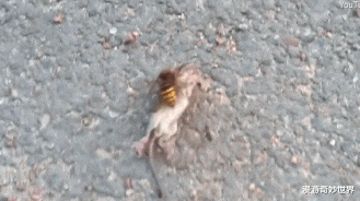 美国@疫情还没结束，杀人蜂又入侵美国，或将成为新的灾难！