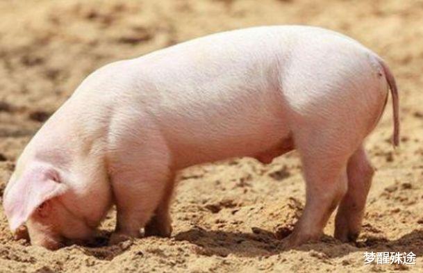 猪肉|国家投放49万吨储备肉，肉价却不降反涨，原来都被“他们”买走了！