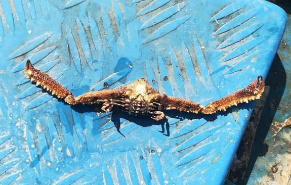 生物学家|我就想问：生物学家，你们给这些螃蟹取名的时候，是认真的吗？