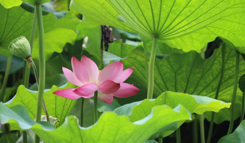 天秤座|11月，十里桃林，良缘涌现，相知相守，跟爱情结缘的4星座！