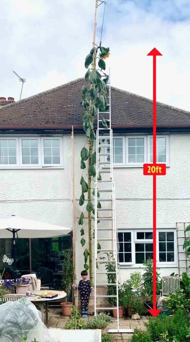 毒蛇咬伤|童梦成真！英男孩许愿超高向日葵，父亲悉心浇灌竟种得比房子还高