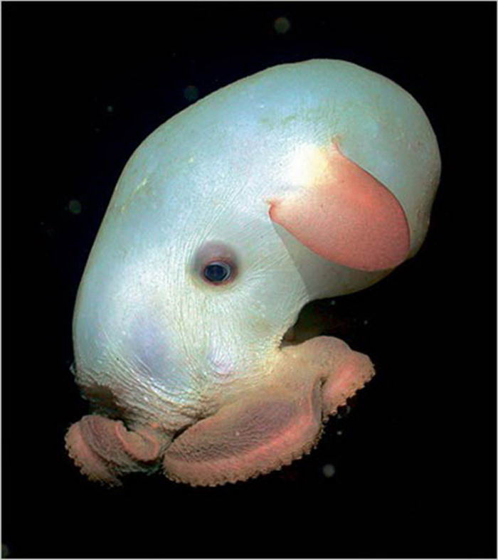 马里亚纳海沟|15种奇怪的生物 生活在世界最深处