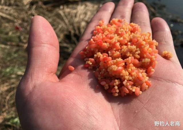 饵料|钓鱼的4个精彩时刻，魔力十足，毫无所获也抵挡不住扬竿的热情！