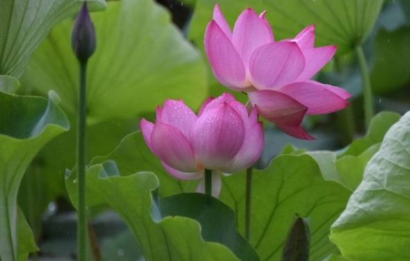 【生肖】“婚后幸福”的三种生肖女，丈夫浪漫又上进，可以过上幸福的生活