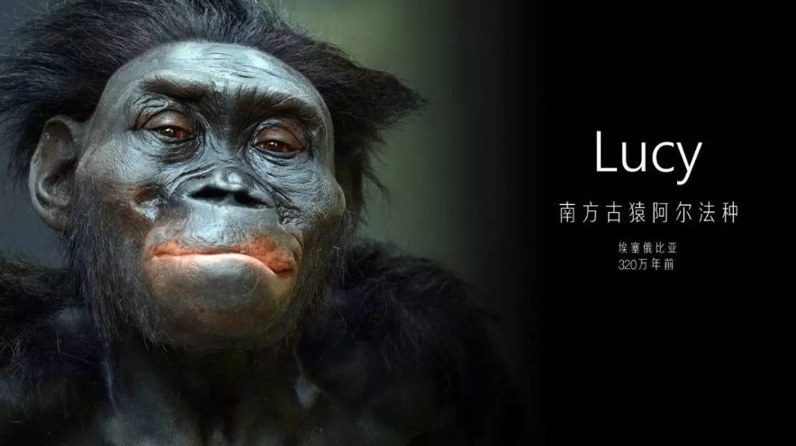 智人|人类祖先有多残忍？冲出非洲之后，血洗了地球上的生物