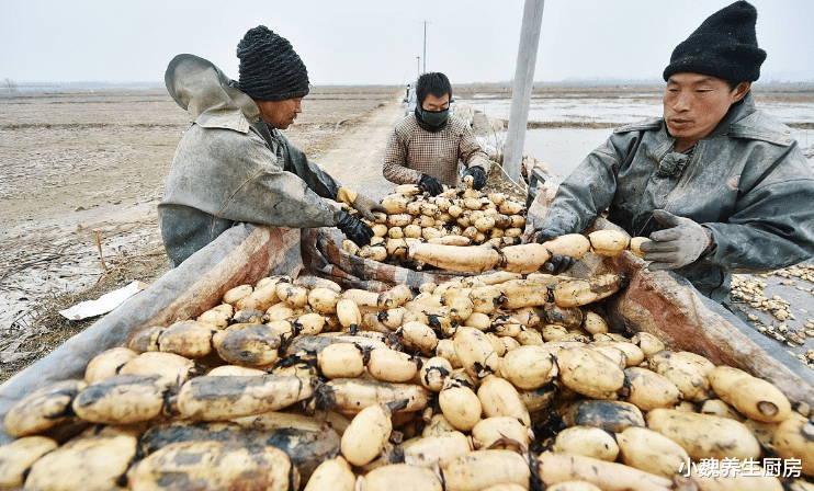 莲藕|买莲藕时，看见这3种莲藕要绕着走，卖藕老板：从不给家人吃