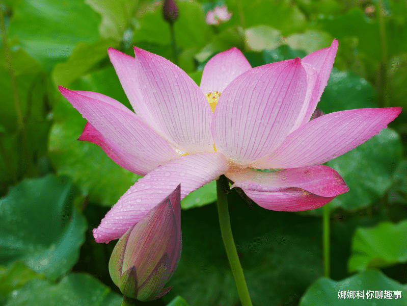生肖|11月开始赚钱多多，贵人登门，家有喜事临门的四大生肖