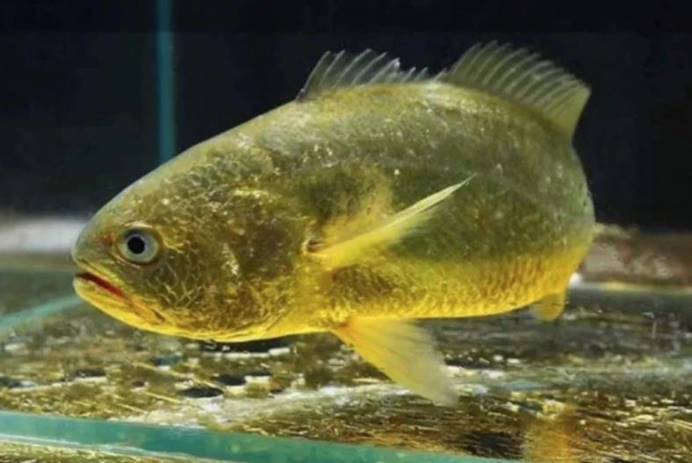 蟒蛇|自然界最富有的3种生物，一出生自带24K黄金，抓到一只吃穿不愁