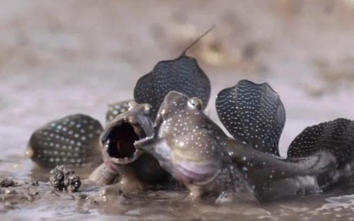 @世界最“憋屈”动物，花3亿年从大海爬上陆地，现如今却变成美食