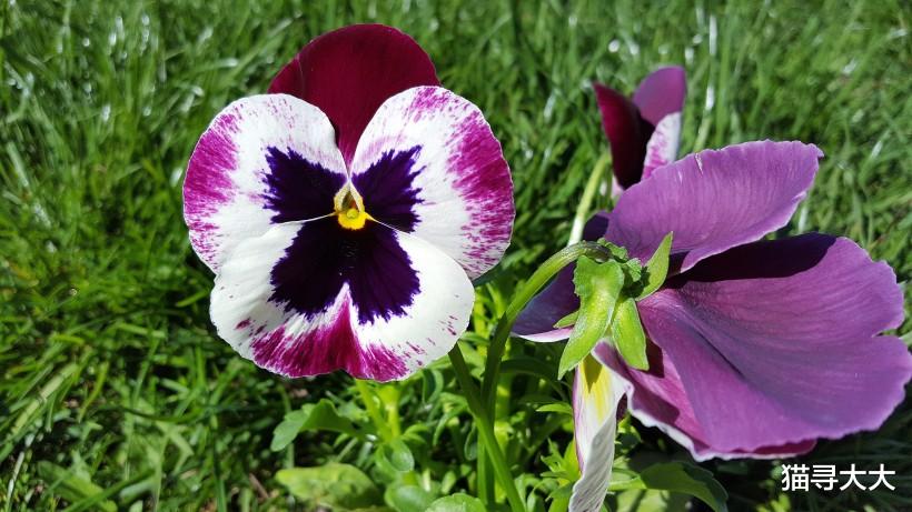 【心跳】7月底，旧爱悔悟，心跳加速，4大生肖爱情逆转，再续姻缘