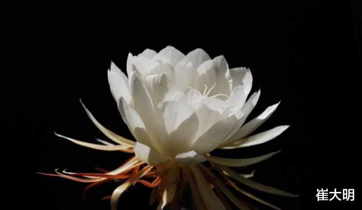 生肖|下周起,事业大顺,穷运到头,福大命大的四大生肖