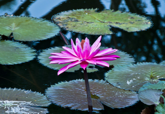 「」未来一周财运爆棚，4属相生活质量越来越好，富贵平安