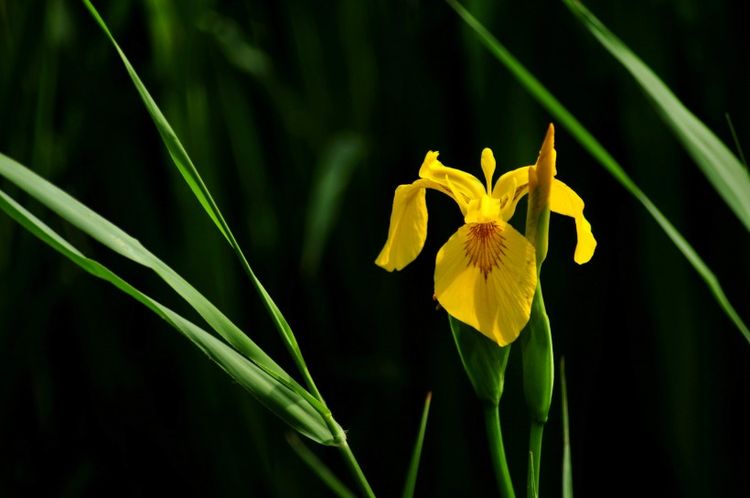双子座|九月开始,桃花盛放,兜兜转转遇真爱,好事不怕晚的四大星座!