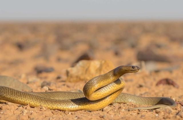毒蛇|内陆太攀蛇是地球最毒的毒蛇，为什么致死率却是0？