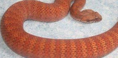 【毒液】蛇类单挑排行榜, 谁才是“大佬”?