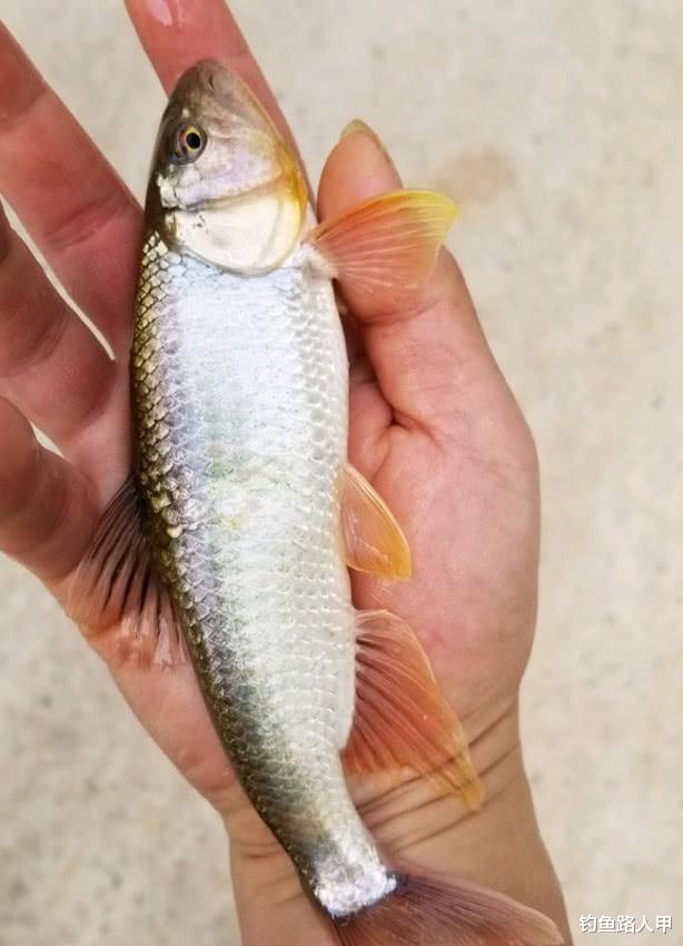 「」钓不到鱼是技术不好?这些问题没改善之前,技术再好也没用