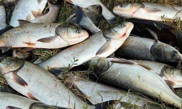 鲢鳙|伏天鲢鳙就难钓？记牢这些小细节，刚下钩就有口