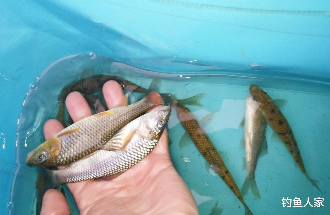 ##山谷溪流钓鱼,探钓野生石斑鱼,收获20条名贵溪水石斑鱼