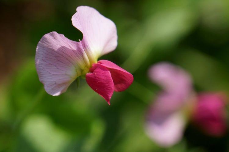 生肖|9月份，财运蒸蒸日上，好运不断，财富可观的四大生肖！