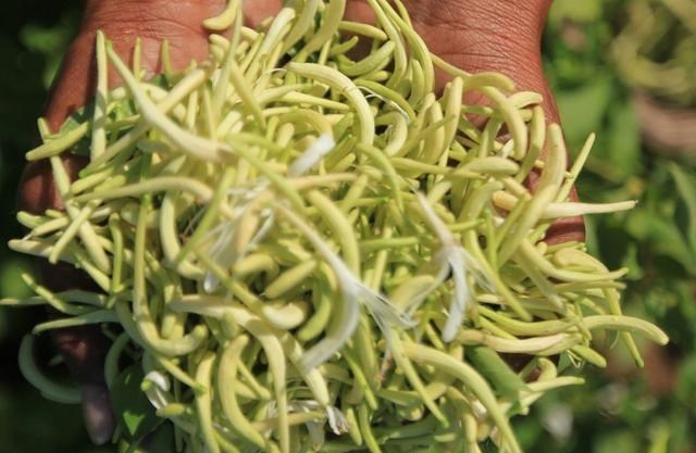 『花茶』金银花泡水喝有什么作用？你可能想不到有这么多，看完受益匪浅