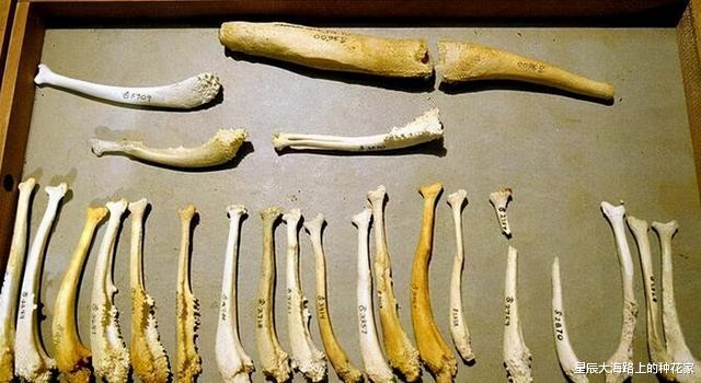 猩猩|都说人类是进化上的杰作：生理构造上，到底存在哪些不合理地方？