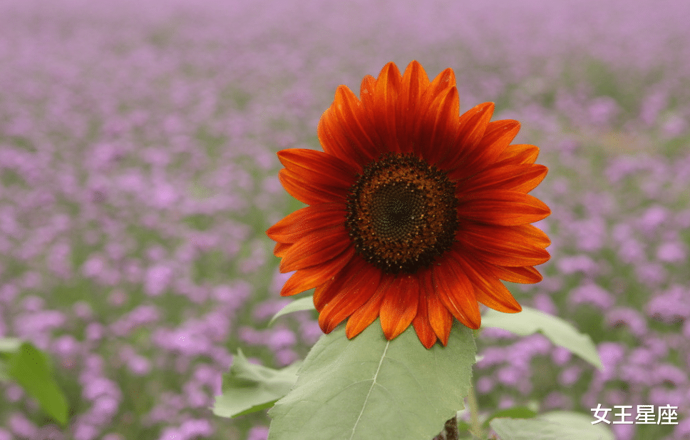 生肖：6月下旬运气爆棚，彩票都能中大奖的生肖