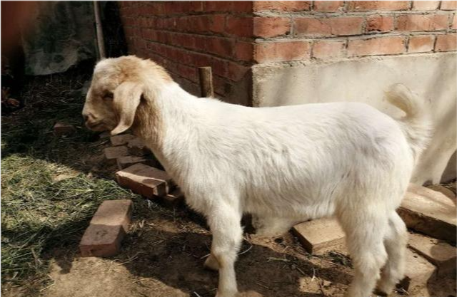 果然悠|一只羊有多少收入，多少只羊可以年入十万？看过来人算的细致账