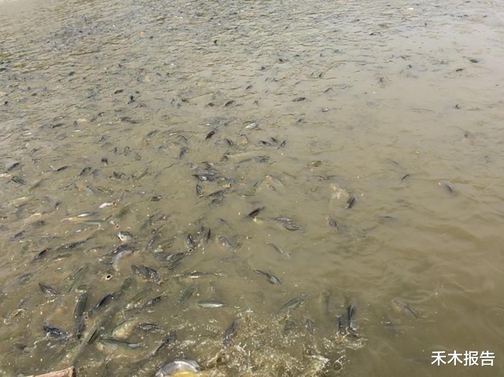 黄渤▲国外没人吃的鱼，土腥味很重，引进国内却大受欢迎，北方大量养殖