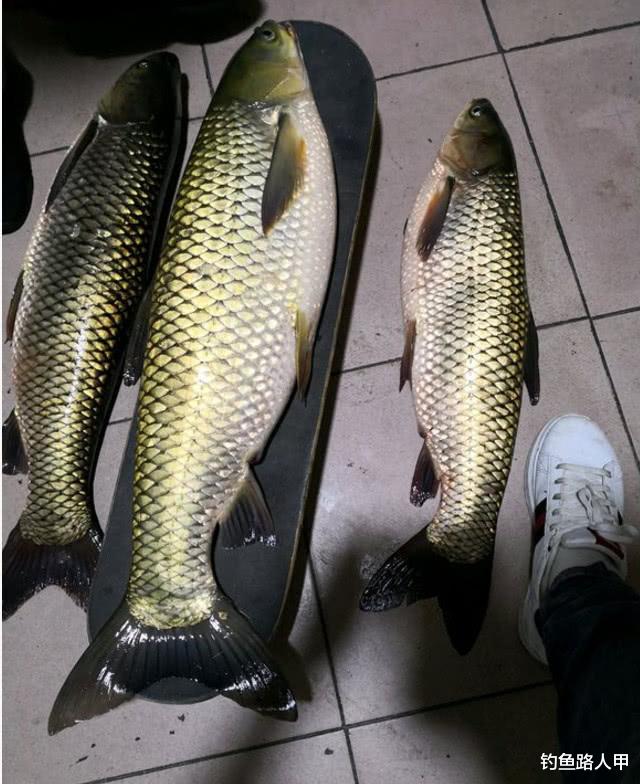 @都说涨水好钓鱼,为啥最近雨水那么多你却钓不到鱼?问题都出在这