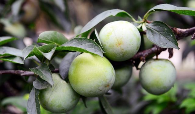 励瑞芝青 速看，舟山这三种本地特产，其中两种都是农产品地理标志！