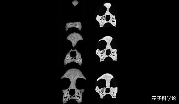 古生物学|进化史最大的骗局，误导人类40年，人类起源于哪里？