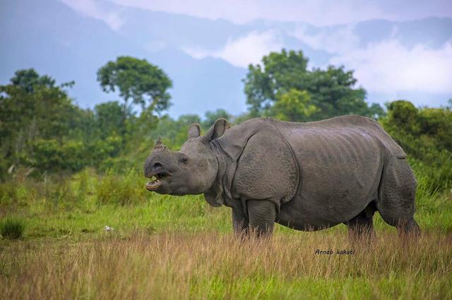 印度@尴尬的印度东北人，长着中国人的脸，受着印度人的气